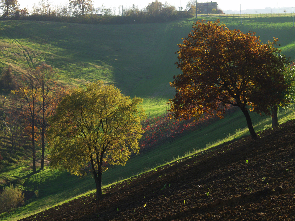 Campagna di Levizzano 6