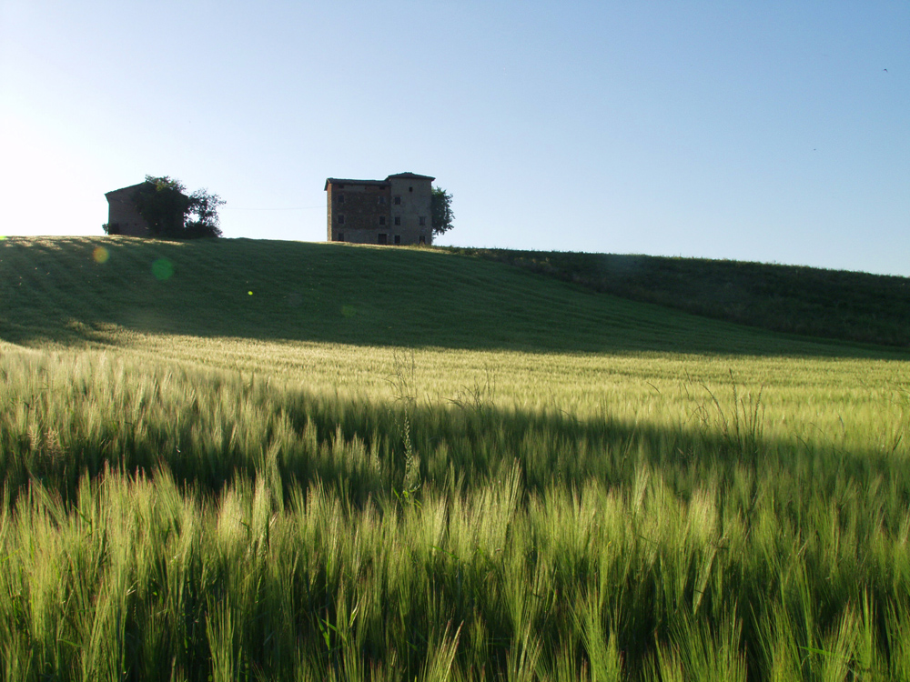 Castelvetro Via per Modena 1