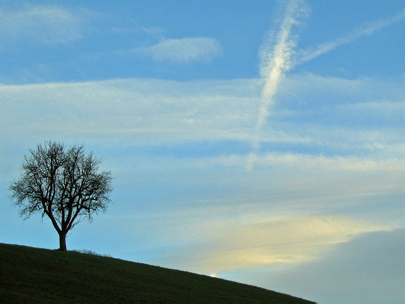 A tree after the sunset