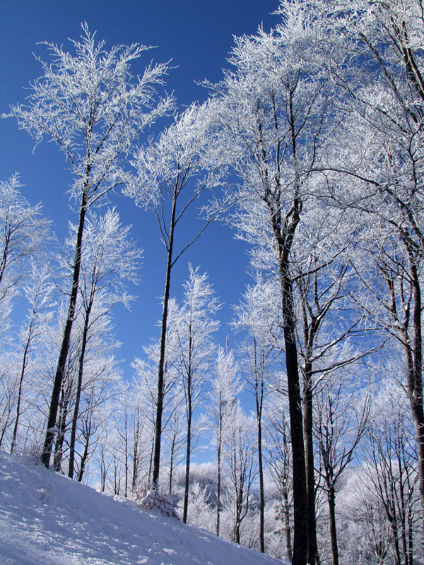 A wood in winter