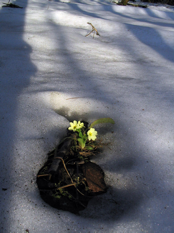 Flowers and snow