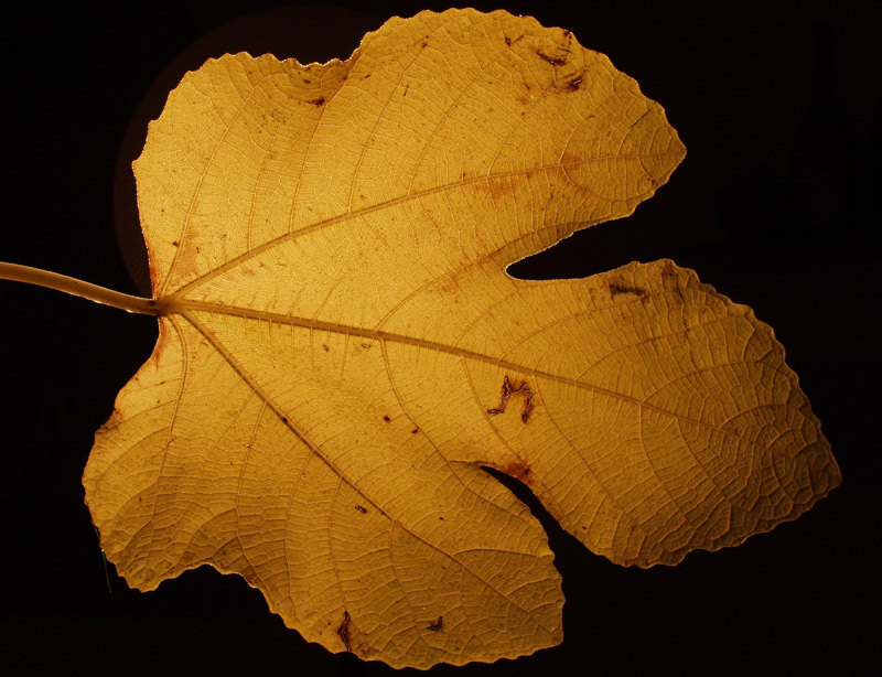 autumn leaf 3