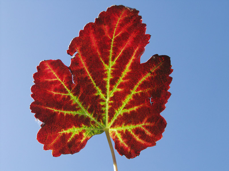 autumn leaf