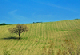 A tree in the corn field