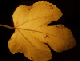 autumn leaf 3