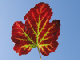 autumn leaf