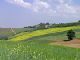 flowered field