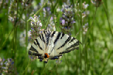 Farfalla 1