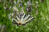 Farfalla 1