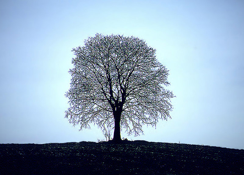 hoarfrost