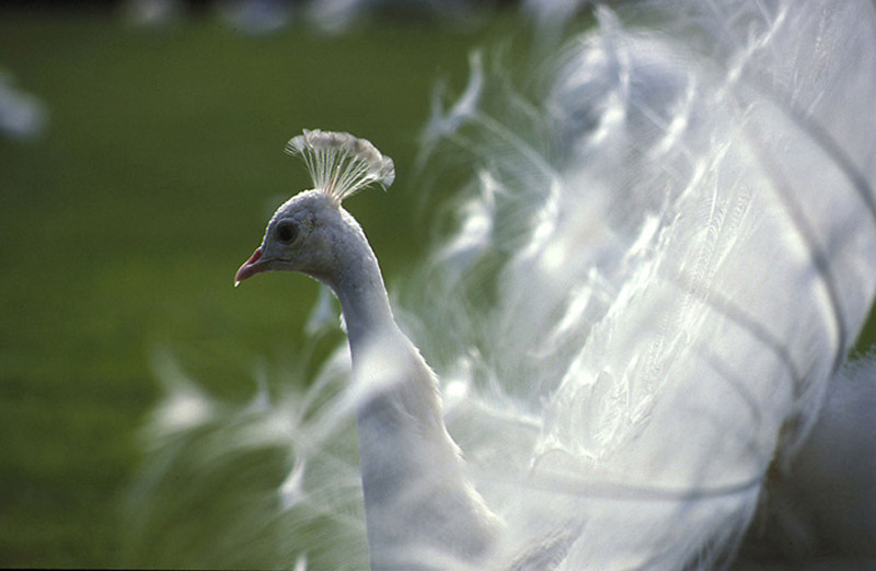 peacock