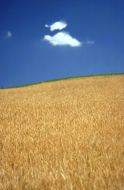 the field and the cloud