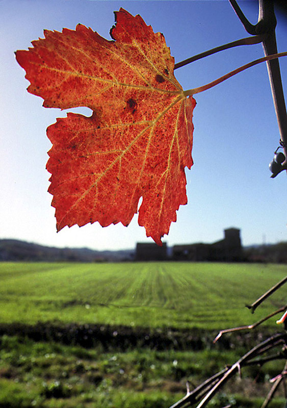 vine leaf